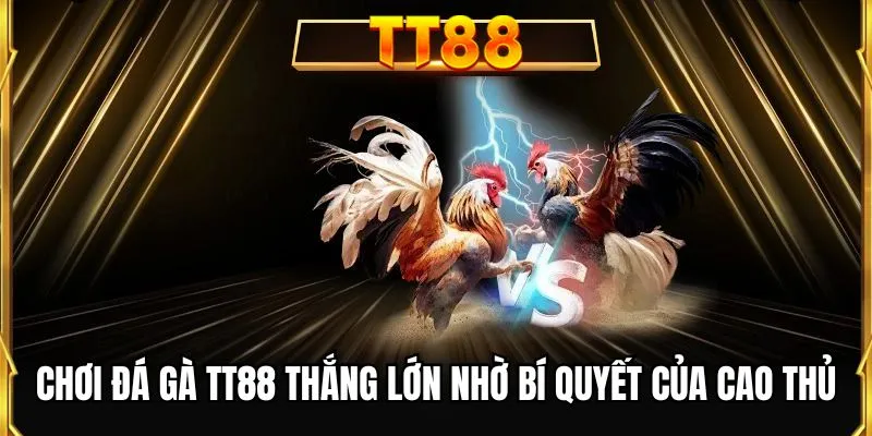 Chơi đá gà TT88 thắng lớn nhờ bí quyết của cao thủ
