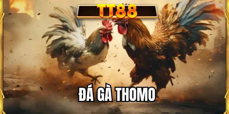 Đá gà Thomo
